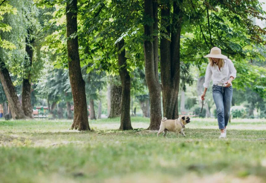 A woman in a sun hat walking her small dog through a peaceful, tree-filled park