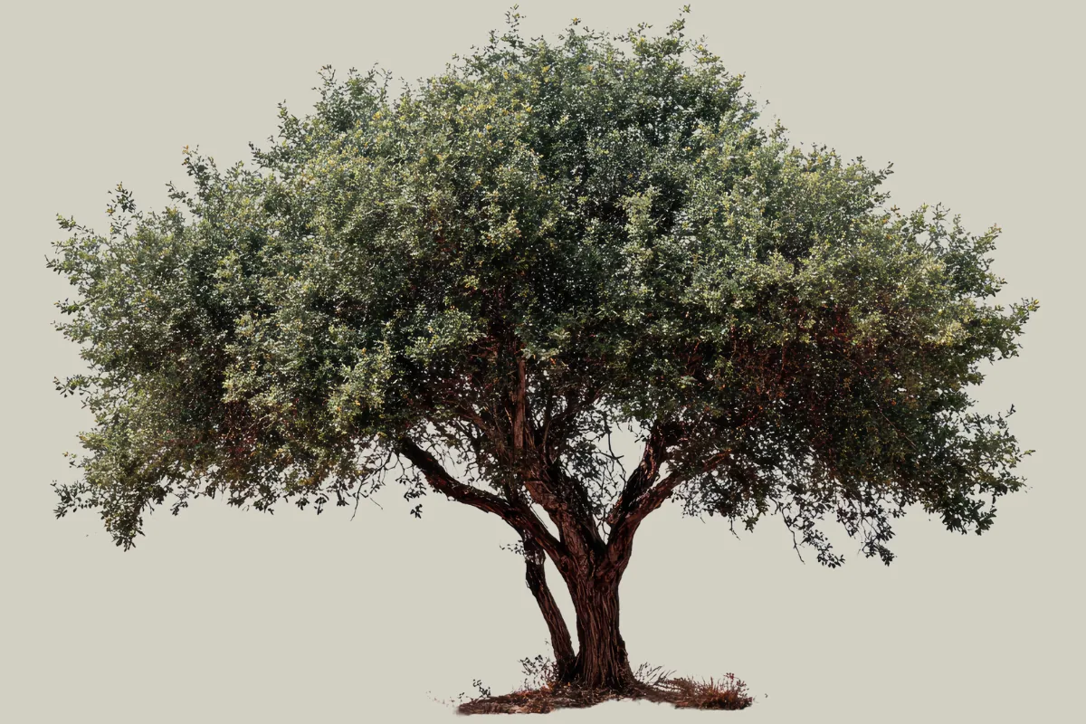 A full, leafy olive tree with deep roots standing against a plain background