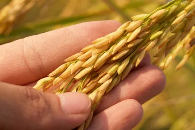 A hand gently cradling stalks of golden, ripened grain in a sunlit field
